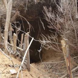 A snare setup in front of an animal burrow. ©Cape Leopard Trust.